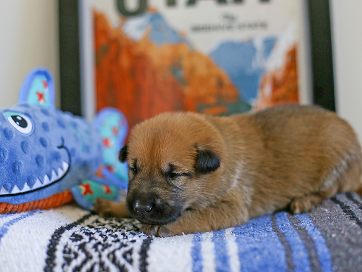 chinook puppy